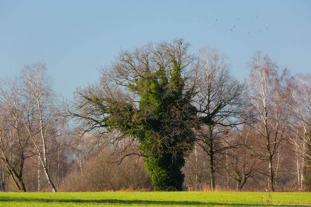 Lauteracherried im Jänner 20